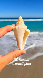18K views · 4.4K reactions | Seashell finds and their names!  from SE Florida shell piles #shellpile #collectingseashells #floridabeaches #shelling #beachcombingfinds | The Seashell Mermaid | Facebook