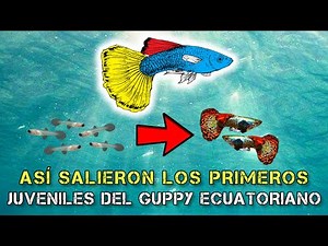 Creando un GUPPY DE LÍNEA (VIDEO PROCESO)