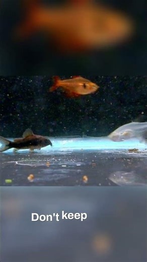 Corydoras Tank Mates: Avoid These Fish! #shorts