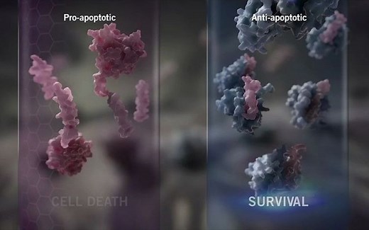 细胞凋亡与BCL-2