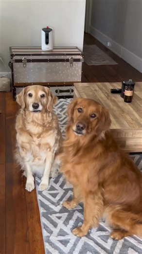 6.4K views · 11 reactions | Trouble, cuddles, or couch naps — see it all in real-time with WaggleCam Pro. Motion Tracking and Alerts, Two Way Audio, Treat tosser and More. Order today. | Waggle | Facebook