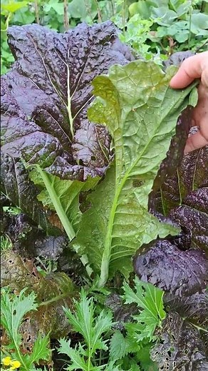 Giant Red Mustard Leaves!