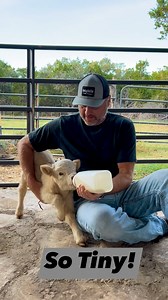 Recently born little highland bull taking his bottles! #hairyheifercattleco #fyp #grasspuppy #minicows #cattle #mini | Hairy Heifer Cattle Co.