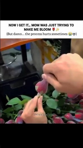 Blooming isn’t always gentle 😭🌹#shorts #relatable