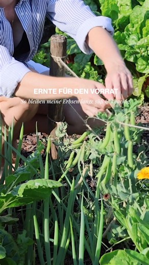 Harvested & frozen fresh garden peas 🌿🫛❄️ How to keep them crisp & green