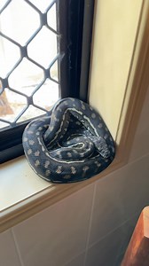 What a delightful little guest! 🐍 This home owner found things knocked over in her kitchen in the middle of the night, only to find a Coastal Carpet Python chillin in the bathroom! She let him have a sleepover, and gave us a call to relocate this morning! What a character lol #carpetpython #nonvenomous #australia #qld #snakecatcher #moretonbay #northlakes | Moreton Bay & Brisbane Snake Catchers 24/7