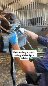 We invest in hi-tech equipment that’s carried with us at all times, but sometimes you just can’t beat a bike tyre tube and @irwintools Quick Grip to get the job done! #gripitgood #tyredbuttrue | Bescoby Equine Dental Vets