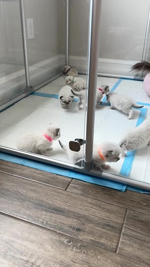 101K views · 1.1K reactions | Next step is litter box training | Pearl's Ragdolls | Facebook