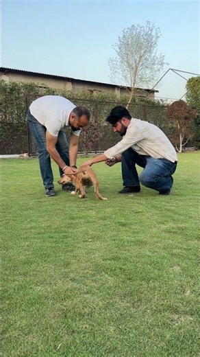 7 in 1 ki booster dose 🦮👍