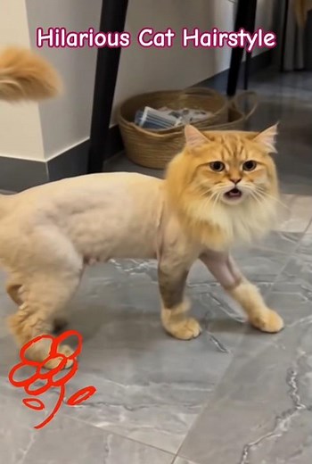 Cats with the Funniest Hair Ever! Too Cute and Too Funny 😸 #cutekitty #kitty #catselfie #viralvideo