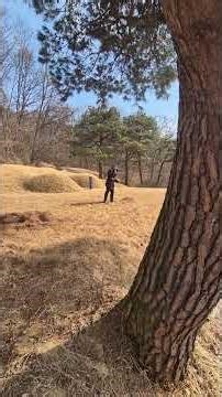 [Pine Needle Cleaning] Upo Cemetery Manager Cleaning Pine Needles with Emergency Equipment #Febru...