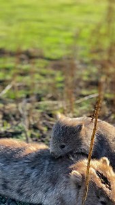 Wombats are such peaceful animals to watch in the wild #tasmania #wildlife #cuteanimals #wombat #animallovers | Animals.of.tasmania