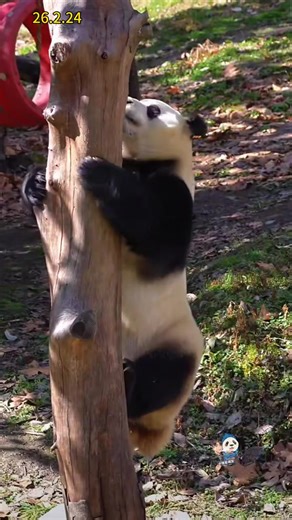 After eating the snack, Fubao climbed back up the tree with his super cute rabbit style. 🤏😍🤩🥰❤️ 24 02 26 Vidio:https://youtube.com/@zafubao?si=9DJ-GOIUm4AzPl5- Cr:zafubao #fubao #福宝 #baofamily #shenshupingpandabase #trendingvideo