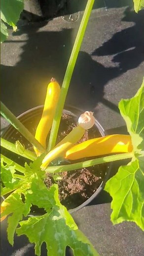 Zucchini & Squash Growing vertically in 5 gallon containers! |Update| #amazing #viral #gardening