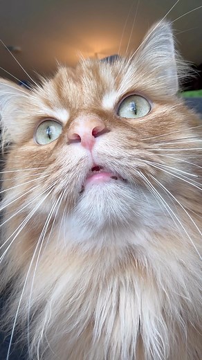 13K views · 6.6K reactions | Pudding is very serious when it comes to bird watching. 列 #birdwatching #cats #gingercat | The Oreo Cat | Facebook