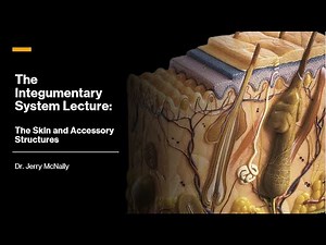 The Integumentary System: The Skin and Accessory Structures