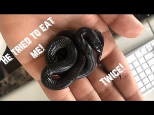 MEXICAN BLACK KINGSNAKE | UNBOXING & SETUP