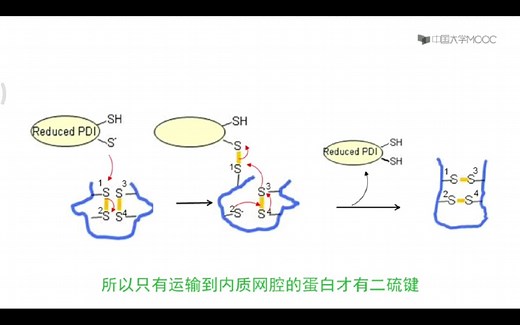 蛋白质的修饰：二硫键的形成。