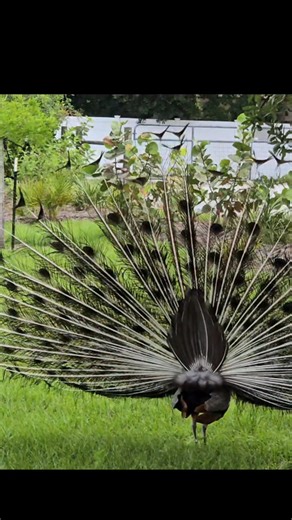Peacock ❤️ vibrant call #birdphotography #wildlife #nature #birdwatching #birds #peacock #Florida #reelschallenge #reelsfypシ #reels #reel | Margaret Siegien