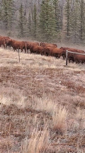 We took advantage of a warm mid November day to bring the cows home and sort off the young cows and some bred cows that we are going to sell. | Leland Red Angus