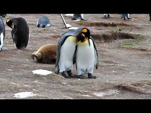King Penguins Courting and Mating