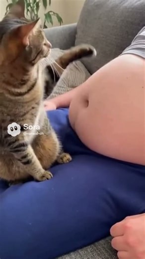 a cat slapping its tummy with a nice sound #shorts #animal #satisfying #asmr