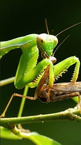 Female praying mantis eats its mate.