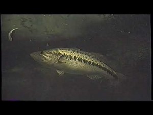 Banjo Minnow Fishing System 🎣 Full Instructional Video | Pro Bass Fishing Guide