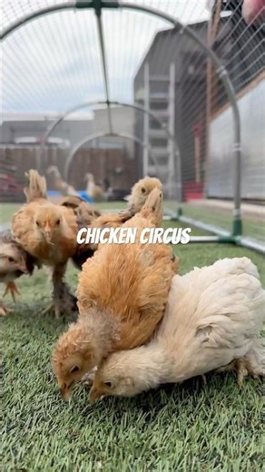 The Chicken Circus