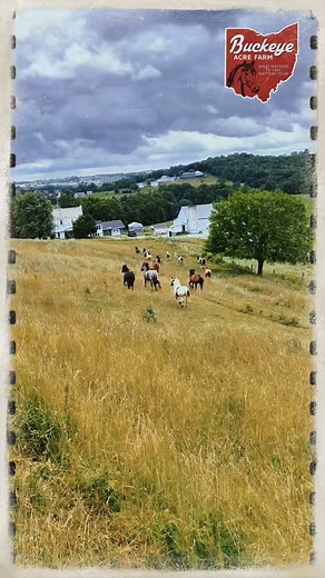 8.4K views · 215 reactions |  Another day at Buckeye Acre Farm—rounding up the crew . ☀️ #buckeyeacrefarm | Buckeye Acre Farm LLC | Facebook