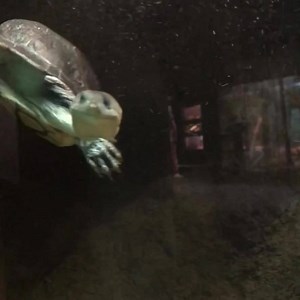 10K views · 234 reactions | Blink and you might question whether you just saw a snake or a turtle. Blink again! The Roti Island snake-necked turtle is a critically endangered species and we are grateful to be one of a handful of facilities that successfully breed this species. Currently offspring are being quarantined for a new reintroduction project. Hatchlings are about the size of a quarter and their long necks make them skillful fish hunters. | Fort Worth Zoo | Facebook