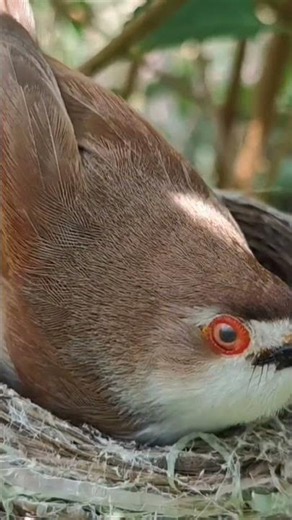 Yellow Eyed Babbler Resting In Nature (Part 1) #shorts #yt