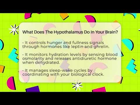 What Does The Hypothalamus Do In Your Brain? - All About Anatomy Answers