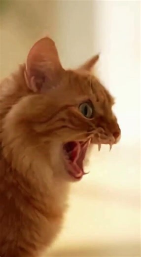 Why Is My Cat Staring at Nothing? (Gone Wrong)