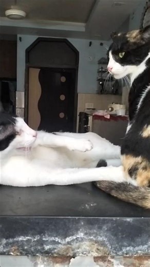 Cat vs Kitten 🐱😂 | मज़ेदार लड़ाई | Funny Cat Fight #shorts #catlover