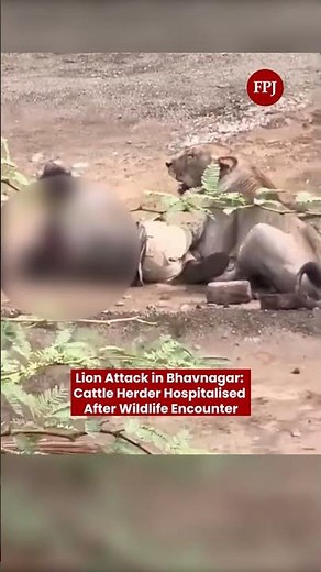 Lion Attack in Bhavnagar: Cattle Herder Hospitalised After Wildlife Encounter