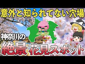 【2026年版】神奈川の穴場花見スポット7選｜地元民だけが知る花見名所【ゆっくり解説】