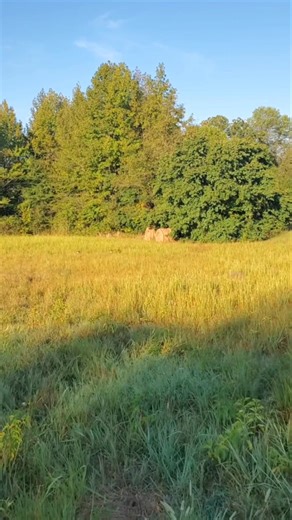 Peter Cottontail is running for it life. #rabbitdogs | Catron's Kennel