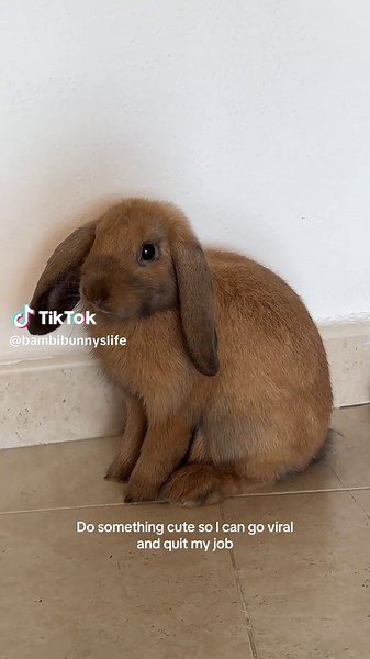 Do Something Cute So I Can Go Viral and Quit My Job - Bunny Compilation