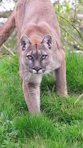 98K views · 4.2K reactions | Intense stare from Viktoria, the Puma  #puma #cougar #cat #thebigcatsanctuary | The Big Cat Sanctuary | Facebook