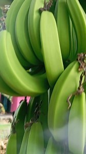 Lo que no sabías de la cáscara de guineo verde #plantas #fblifestyle #viral #seguidores #plantasmedicinales | Carlos Hernandez