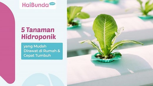 5 Tanaman Hidroponik yang Mudah Dirawat di Rumah & Cepat Tumbuh