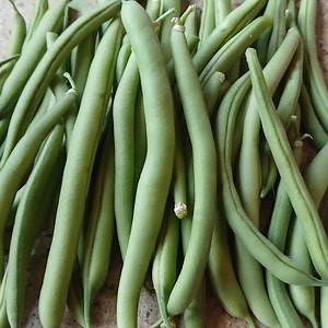 Provider Bean Seeds for Planting | Nongmo Open Pollinated Seeds | Superior Bush Green Bean | Green Beans for Canning, Freezing, Fresh Eating - Etsy