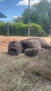 230K views · 10K reactions | Trunk practice makes perfect!  Did you...