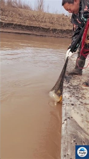 Throwing a Cast Net in the River🐟Catching Huge Fish Incredible Fishing Moment #fishing #shortvideo 🌿