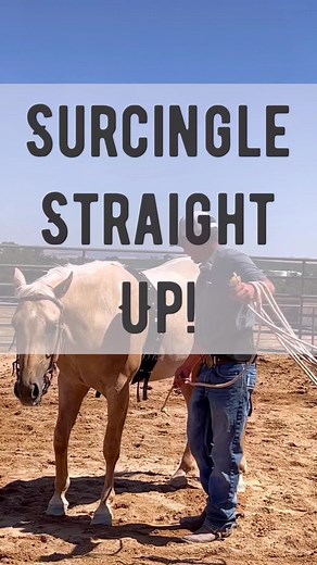 Ground Training Horses with Surcingle: Tips and Tricks