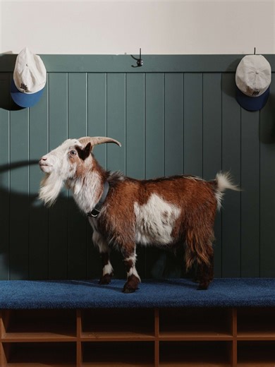 The GOAT Pique Polo Launch At A Golf Course With A Goat