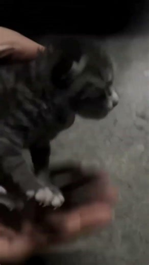 Assistance救助 #cat #cute#Assistancecat