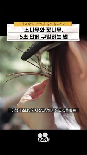 소나무와 잣나무, 5초 만에 구별하는 법 🌲 (의외로 대다수가 모름)