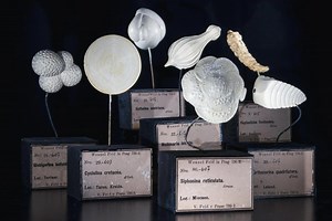 👉Ces sculptures sont des modèles exagérément agrandis de foraminifères, un groupe d’êtres unicellulaires microscopiques 🦠 D'une taille comprise entre 0,05 et 100 millimètres, ces organismes colonisent, depuis plus de 500 millions d'années, tous les milieux saumâtres ou salés, des eaux glacées de l'Antarctique aux récifs de coraux🪸 Réalisés en "plâtre de Paris" ces modèles servaient d’outils pédagogiques pour les 👩🎓 étudiants. À une époque où le microscope électronique 🔬n’existait pas, c'ét